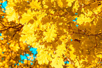 Yellow oak leaves on a tree