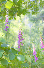lilac flowers in the garden