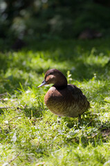 duck in the grass