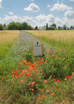 bienenweide in rheinhessen