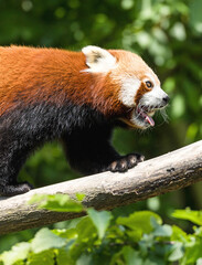 red panda in tree