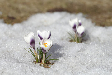 Spring flowers - white crocuses bloom in the park in April, a beautiful template for a web screensaver. Snow shiny cover melts near primroses, Easter card design.