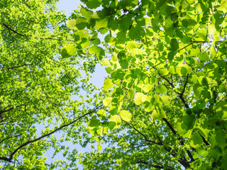 Fototapeta premium bottom view of green tree leaves illuminated by sun in forest on sunny summer day