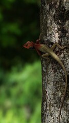 lizard on a tree