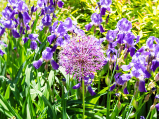 purple bloom of ornamental allium plant and violet irises in flower bed on background on sunny summer day (focus on the allium flower on foreground)