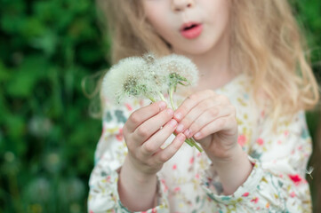 The little girl holds dandelions in front of her and blows on them. child with curly hair. The child is holding a bouquet of dandelions.