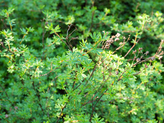 shrubby five-finger plant (dasiphora fruticosa) on sunny summer day (focus on the leaves on top of the shrub) - obrazy, fototapety, plakaty