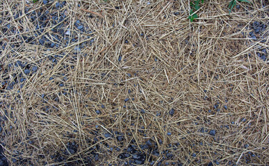 light straw with a small splash of dark stones