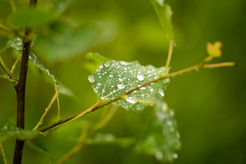 Natural background of green plant leaf with raindrops
