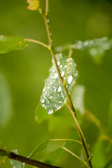 Natural background of green plant leaf with raindrops