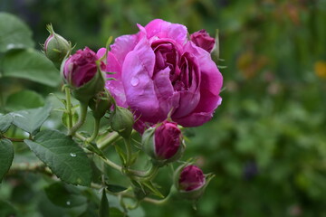 pink rose with water drops after rain