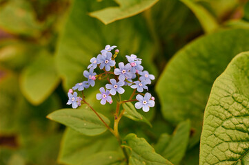 Moss creeping Phlox subulata. Beautiful small five-petaled flowers bloom mauve, pink, lavender purple color. Flowering plant. Carpet of colour during spring and early summer. Gardening background.