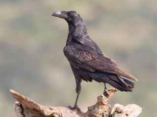 Perched crow showing its plumage
