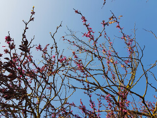 Judas tree branches with pink flowers against blue sky