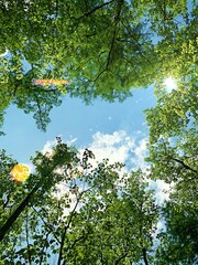 Fototapeta premium sky through the trees