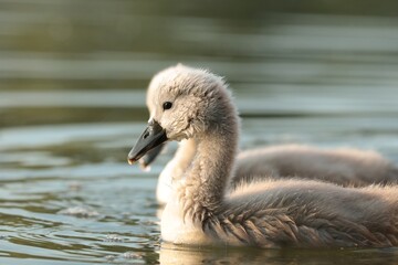 Young swan swim in the pond at sunset