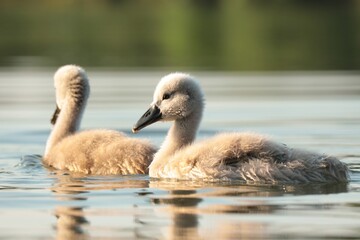 Young swans swim in the pond at dawn