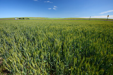 rice field
