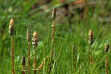 Sumpf-Schachtelhalm oder Duwock (Equisetum palustre)