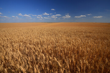Obraz premium wheat farm land