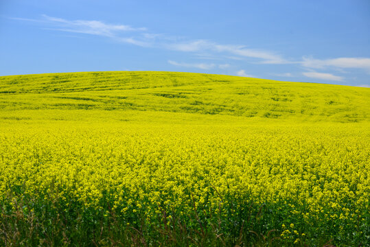 Yellow Flower Field