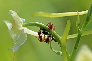 Ameisen melken Blattläuse auf Grünlicher Waldhyazinthe (Platanthera chlorantha)
