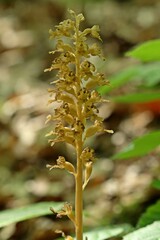 Vogel-Nestwurz (Neottia nidus-avis)