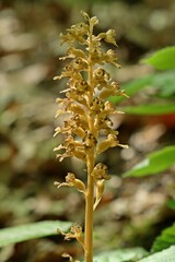 Vogel-Nestwurz (Neottia nidus-avis)