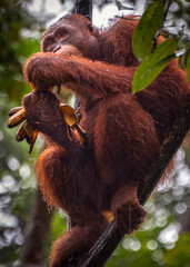 Malaysian orangutan © expatphotos