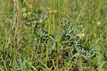 Apenninen-Sonnenröschen (Helianthemum apenninum) in Mainfranken