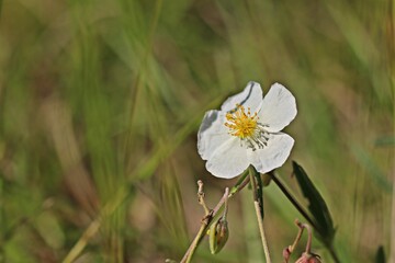 Apenninen-Sonnenröschen (Helianthemum apenninum) in Mainfranken