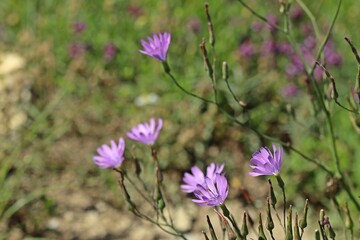 Fototapeta premium Blauer Lattich (Lactuca perennis)