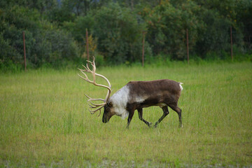 caribou © porbital