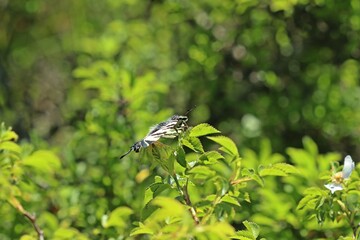 Segelfalter (Iphiclides podalirius)
