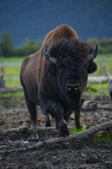 big bison © porbital