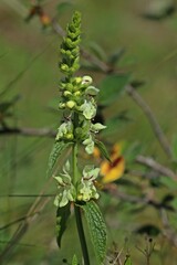 Aufrechter Ziest (Stachys recta)