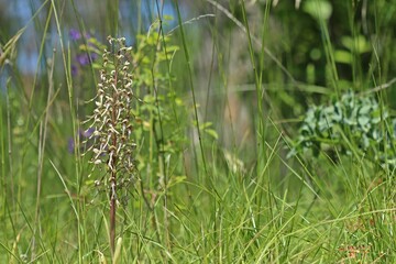 Bocks-Riemenzunge (Himantoglossum hircinum)