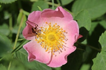 Nymphe einer Gemeinen Strauchschrecke (Pholidoptera griseoaptera) auf Wildrosenblüte