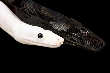 Black and white Boa (Boa imperator)