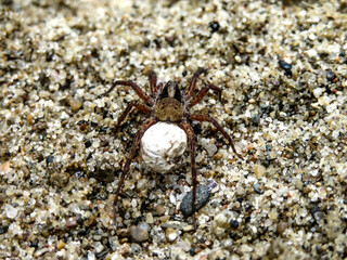 spider