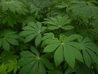 Green leaves of cassava plant close-up , manihot esculenta or yuca plant