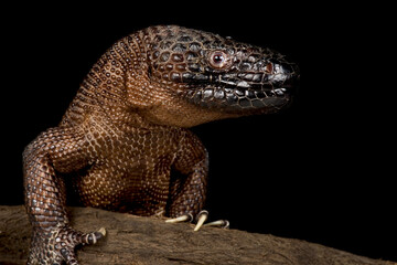 Chiapan Beaded Lizard (Heloderma alvarezii)