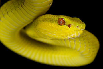 Sunda Island pitviper (Trimeresurus insularis) yellow