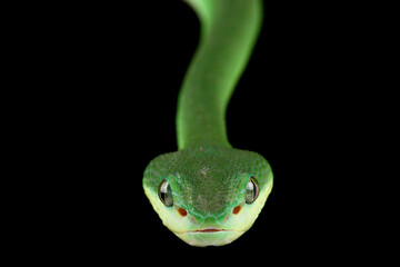 Sunda Island pitviper (Trimeresurus insularis) green