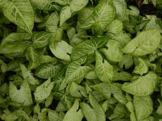 White and green leaves of arrowhead plant ,syngonium podophyllum,nephthytis