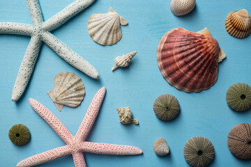 Sea stars and shells on wooden background