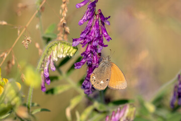 Butterfly on a wild meadow