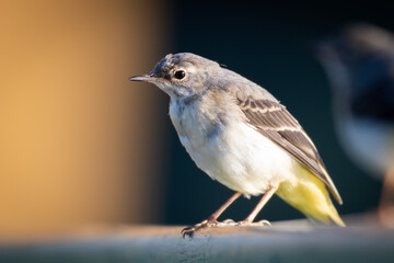 White wagtail bird close up