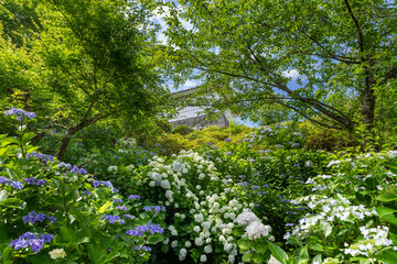 神奈川県小田原市　小田原城のあじさい・花菖蒲園