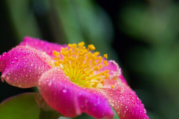 DEW DROPS ON FLOWER- MACRO 